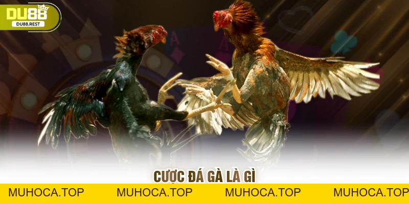 Cược đá gà Du88 – Hướng dẫn và mẹo thắng lớn cho game thủ - muhoca