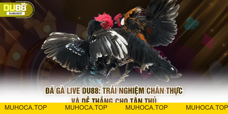 Đá gà live Du88 - Trải nghiệm chân thực và dễ thắng - muhoca