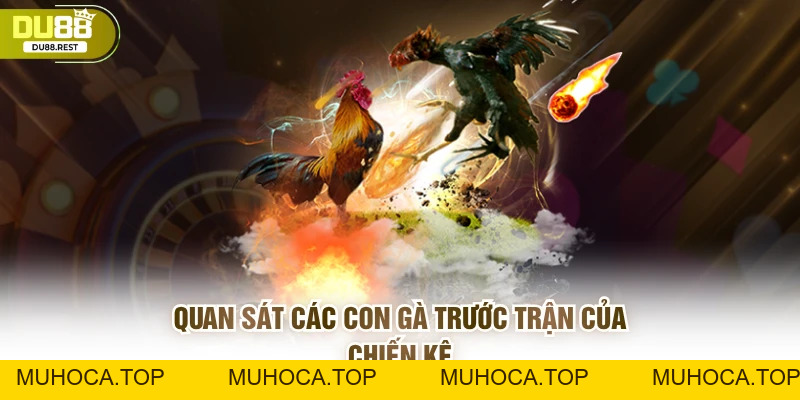 Cược đá gà Du88 – Hướng dẫn và mẹo thắng lớn cho game thủ - muhoca
