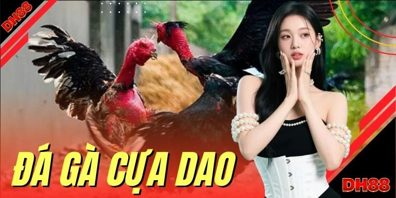Đá Gà DH88 | Trực Tiếp 100 Trận Thomo Đỉnh Cao Tỷ Lệ 1:99 - muhoca