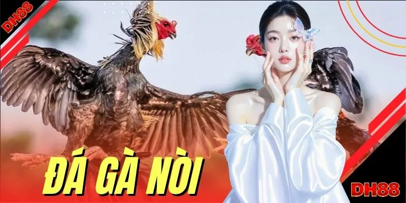 Đá Gà DH88 | Trực Tiếp 100 Trận Thomo Đỉnh Cao Tỷ Lệ 1:99 - muhoca