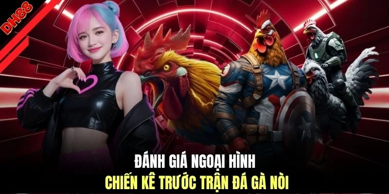 Đá Gà Nòi - 3 Thông Tin Cơ Bản Dành Cho Người Mới Theo Dõi - muhoca