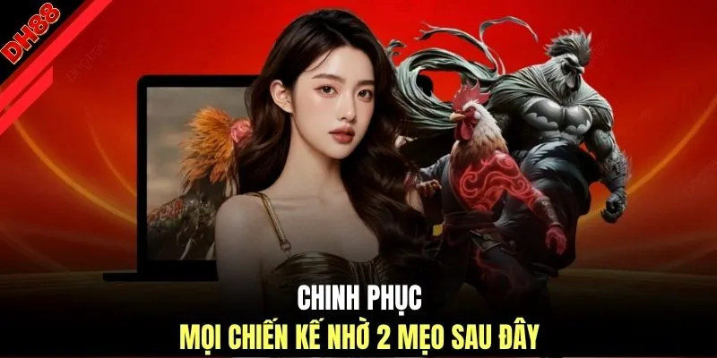 Đá Gà DH88 | Trực Tiếp 100 Trận Thomo Đỉnh Cao Tỷ Lệ 1:99 - muhoca