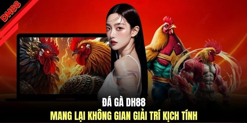 Đá Gà DH88 | Trực Tiếp 100 Trận Thomo Đỉnh Cao Tỷ Lệ 1:99 - muhoca