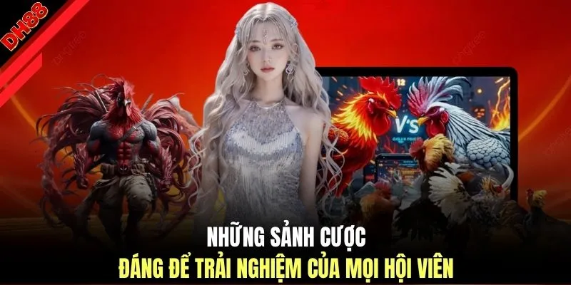 Đá Gà DH88 | Trực Tiếp 100 Trận Thomo Đỉnh Cao Tỷ Lệ 1:99 - muhoca